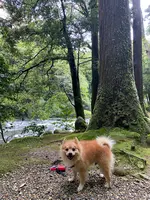 鶴仙渓の写真・動画_image_444901