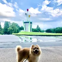 砺波チューリップ公園の写真・動画_image_445011