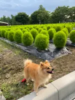 砺波チューリップ公園の写真・動画_image_445015