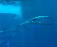 四国水族館の写真・動画_image_447787