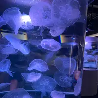 四国水族館の写真・動画_image_447788