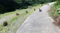 神庭の滝の写真・動画_image_449456