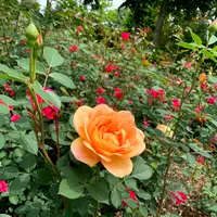 十勝ヒルズの写真・動画_image_449945