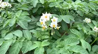 いただきますカンパニーの写真・動画_image_450161