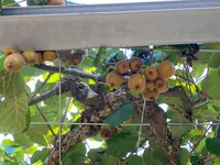 笛吹川フルーツ公園の写真・動画_image_451147