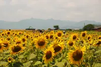 花の海の写真・動画_image_451940