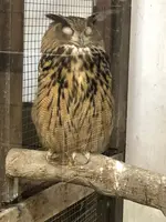 掛川花鳥園の写真・動画_image_452762