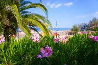 Viale Marconiの写真・動画_image_452820