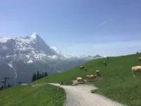 First Mountain Cartの写真・動画_image_453174