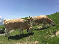 First Mountain Cartの写真・動画_image_453180