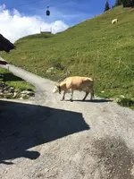 First Mountain Cartの写真・動画_image_453183