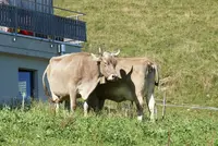 シュトースの写真・動画_image_453487