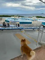 海洋博公園の写真・動画_image_454470