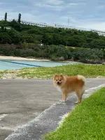 エメラルドビーチの写真・動画_image_454473