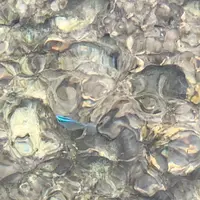 エメラルドビーチの写真・動画_image_454475