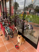 SHUHARI BIKE WORKS OKINAWA (自転車研究工房 守破離） 北谷町美浜 レンタサイクル オリジナルバイク制作の写真・動画_image_454611