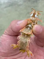 ニライビーチの写真・動画_image_454684