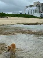 ニライビーチの写真・動画_image_454687
