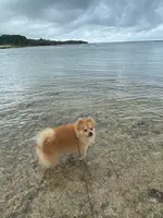 ニライビーチの写真・動画_image_454688