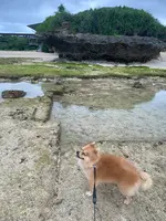 ニライビーチの写真・動画_image_454690