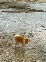 ニライビーチの写真・動画_image_454692