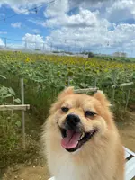 SunSet Farmの写真・動画_image_454909