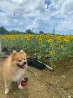 SunSet Farmの写真・動画_image_454915