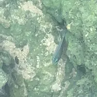 あーまん！Beachの写真・動画_image_454921