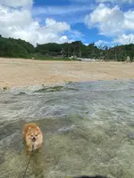 あーまん！Beachの写真・動画_image_454922