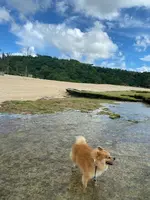 あーまん！Beachの写真・動画_image_454923
