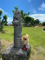 くるくまの森 展望広場の写真・動画_image_455258