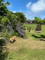 くるくまの森 展望広場の写真・動画_image_455260