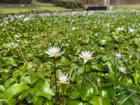 台北市立図書館北投分館（Taipei Public Library Beitou Branch）の写真・動画_image_456109