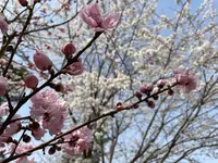 縮景園の写真・動画_image_456250