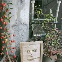 プリンス オブ ザ フルーツ （PRINCE of the FRUIT ）の写真・動画_image_456423