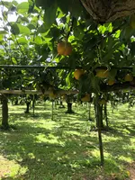 あんざい果樹園の写真・動画_image_456780