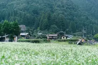 美山かやぶきの里の写真・動画_image_457315