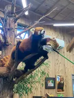 伊豆シャボテン動物公園の写真・動画_image_457807