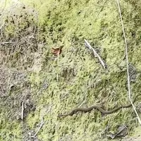 蝦夷富士羊蹄山神社の写真・動画_image_458727