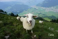 シュタンザーホルンの写真・動画_image_458938