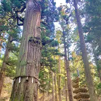 羽黒山五重塔の写真・動画_image_459239