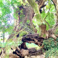 生樹の御門の写真・動画_image_459810