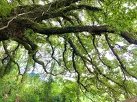 生樹の御門の写真・動画_image_459812
