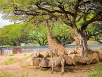ホノルル動物園の写真・動画_image_460446