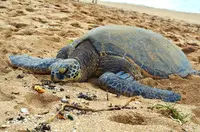 ノースショアの写真・動画_image_460572