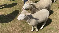 マザー牧場の写真・動画_image_461090