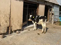 マザー牧場の写真・動画_image_461091