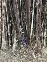 台中文学館の写真・動画_image_461277