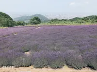 幌見峠ラベンダー園の写真・動画_image_461542