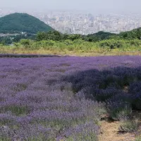 幌見峠ラベンダー園の写真・動画_image_461543